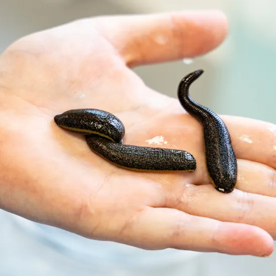 Drei schwarze Blutegel liegen auf einer offenen Handfläche. Die Egel sind länglich und glänzend, mit einer glatten Oberfläche.
