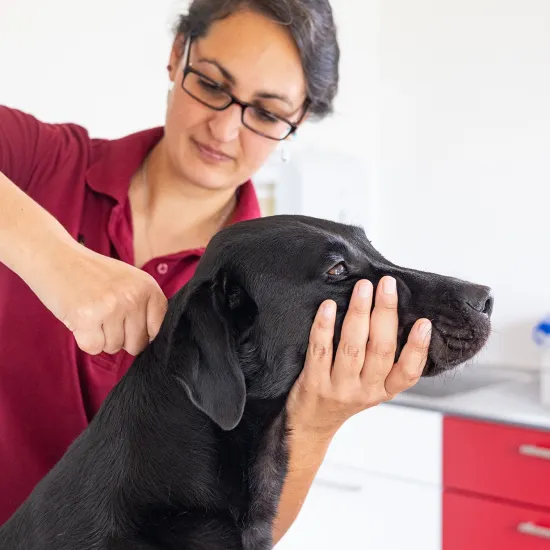 Eine Person mit rotem Poloshirt hält einen schwarzen Hund am Kopf, während sie eine chiropraktische Behandlung duchführt.